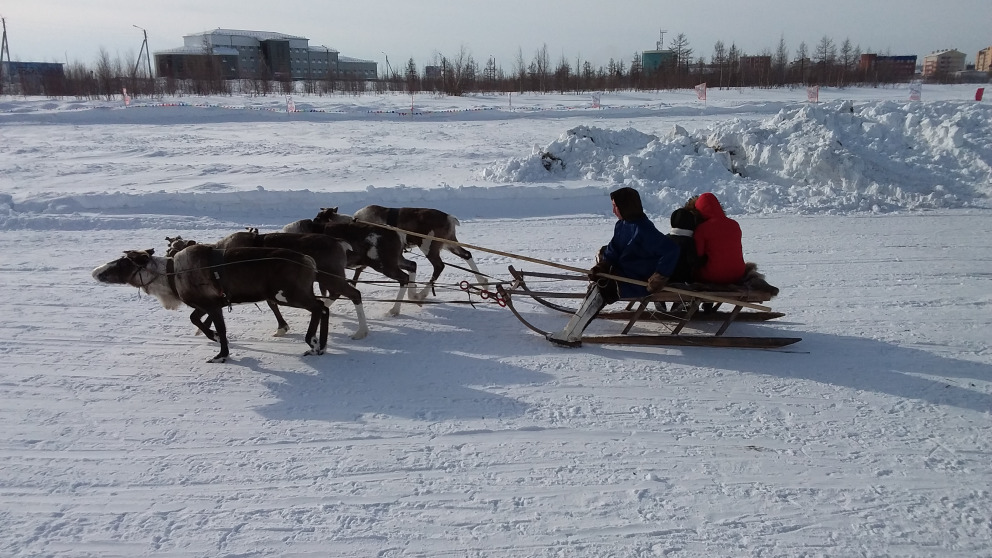 Ein Rentierschlitten in Novy Urengoi, der zweitgrößten Stadt der Region Yamal. Wie in anderen arktischen Regionen taut auch hier der Permafrost.
